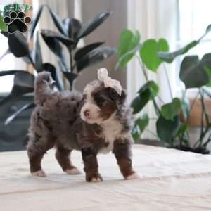 Paige, Mini Bernedoodle Puppy